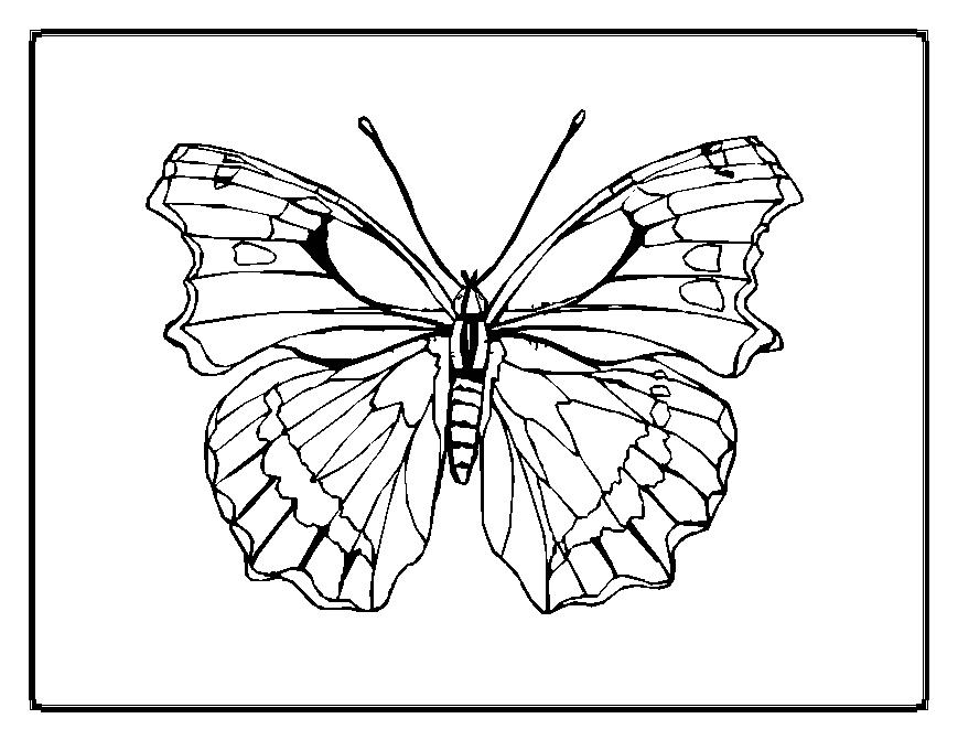 kids coloring pages butterfly | Maria Lombardic