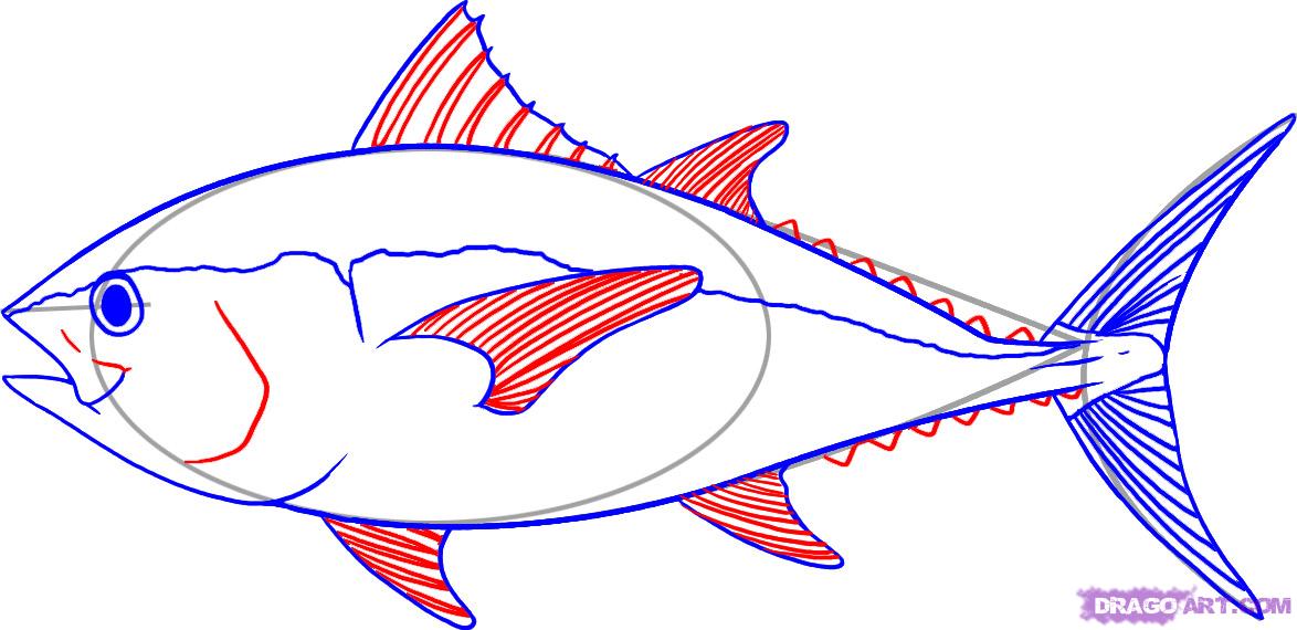 How to Draw a Tuna, Step by Step, Fish, Animals, FREE Online 