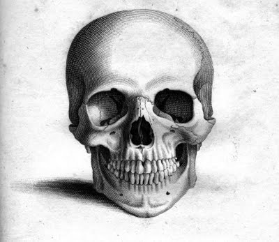 Human Skull Drawing