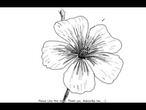 How to Draw a Beautiful and Simple Flower - YouTube