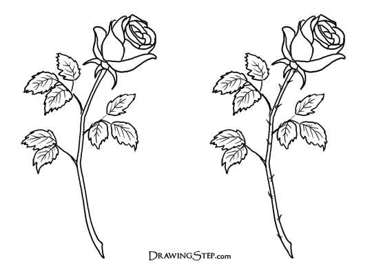 How to Draw Roses - Pencil Drawing of a Rose