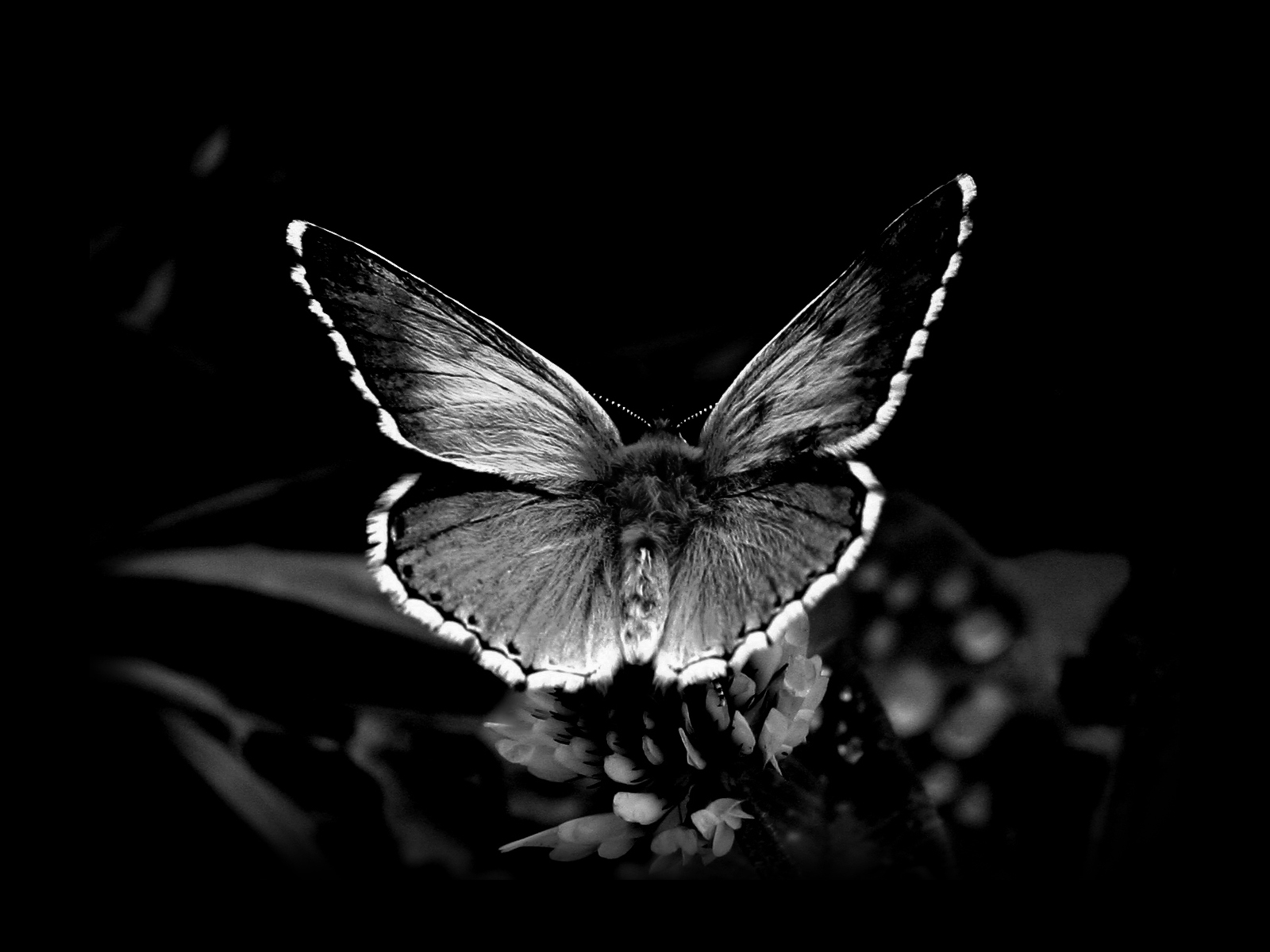 Awesome Black And White Butterfly Wallpaper HD #765 Wallpaper 