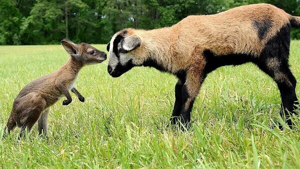 cute sheep and kangaroo introduction - Jokeroo