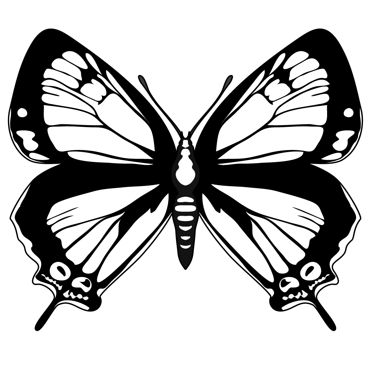 Butterfly Drawing With Details - Clipart library