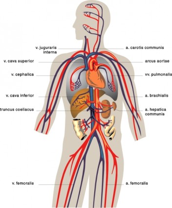 Free Human Heart Sketch Diagram Download Free Clip Art