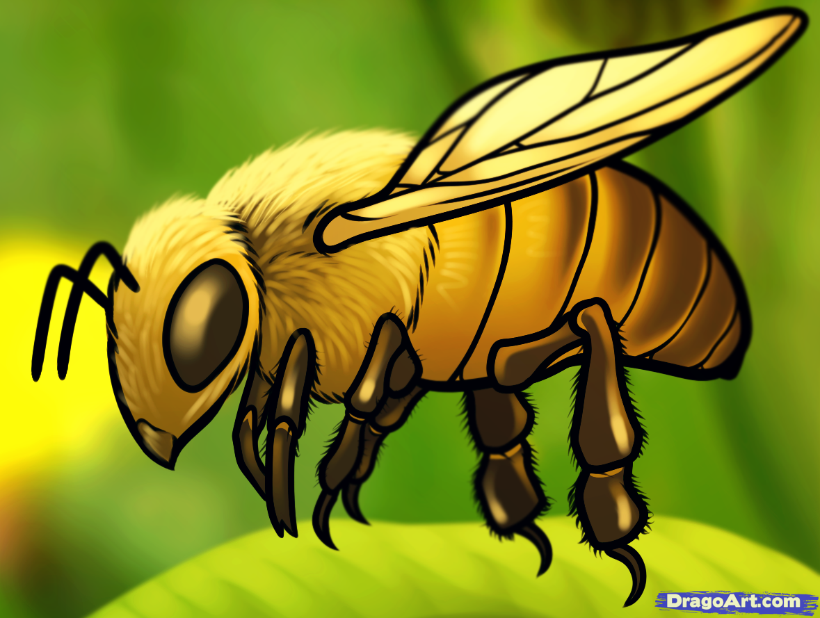 Free Honey Bee Drawing, Download Free Honey Bee Drawing png images