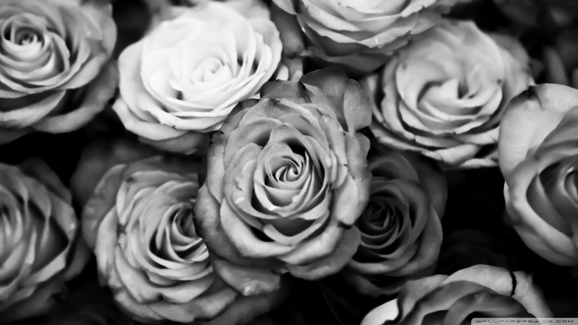 tumblr roses photography