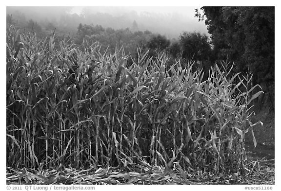Black and White Picture/Photo: Corn crops. Half Moon Bay 