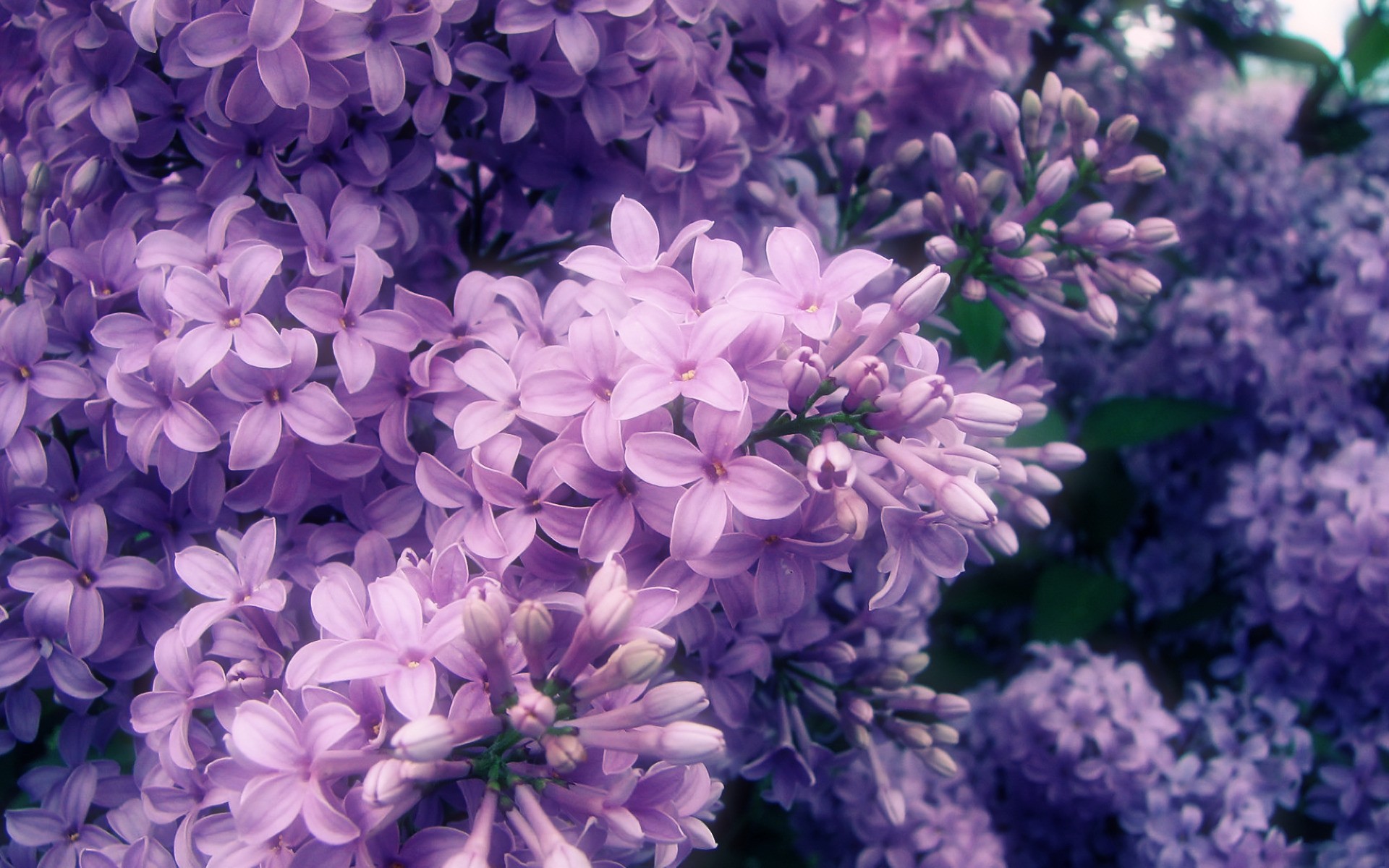 Free Purple Flowers, Download Free Purple Flowers png images, Free
