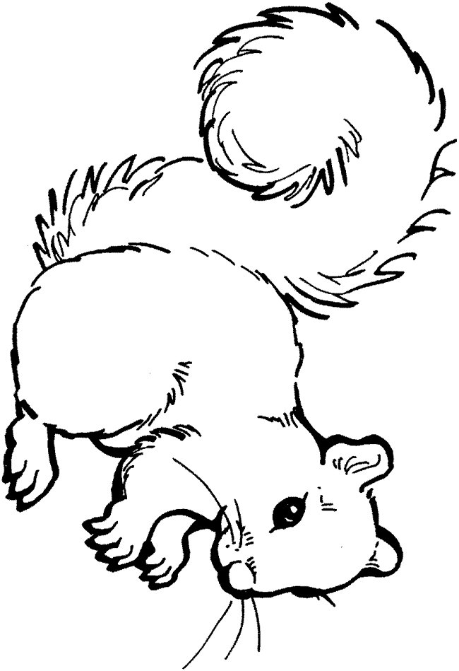 Squirrel With Acorn Coloring Page | Clipart library - Free Clipart 