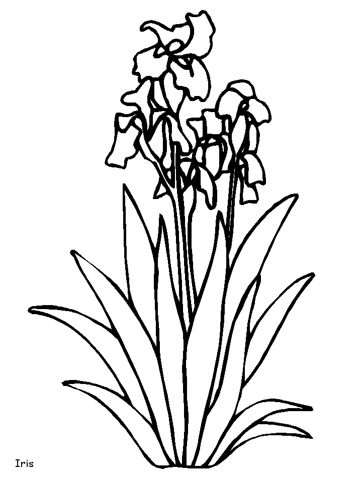 Iris coloring pages and printable