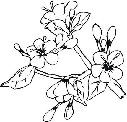 batman coloring sheets: Types Flowers Coloring Pages Flowers 