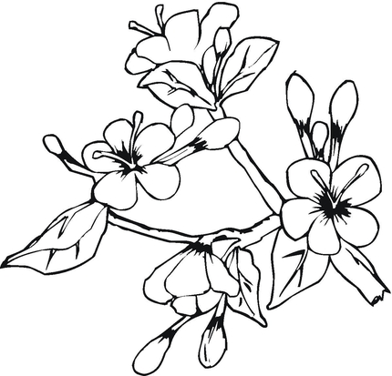 sampaguita plant clipart