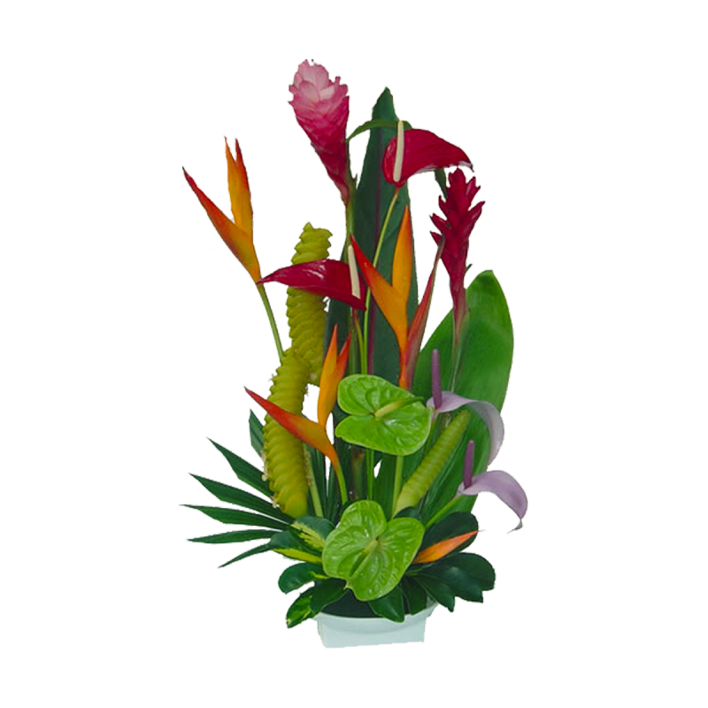 Tropical Flowers Florida Landscaping 20710 tropical flowers delivered