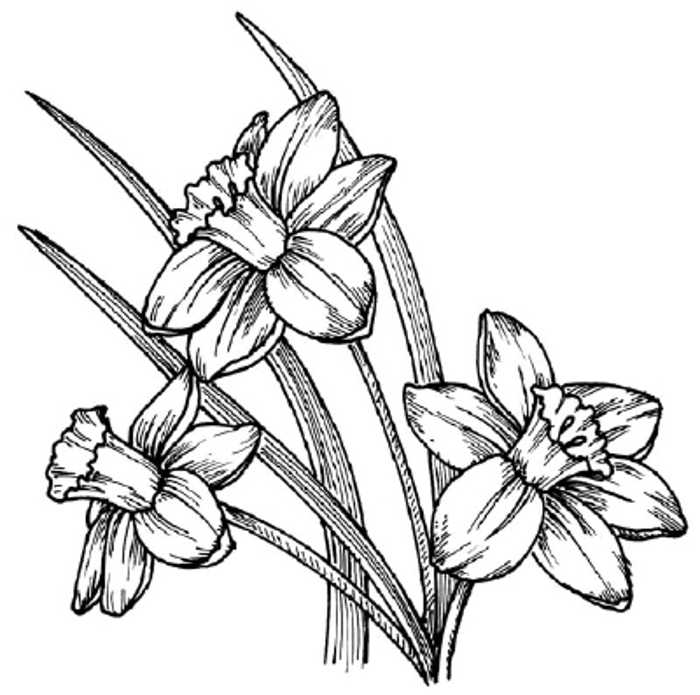 kinds of flowers drawing | Free Reference Images
