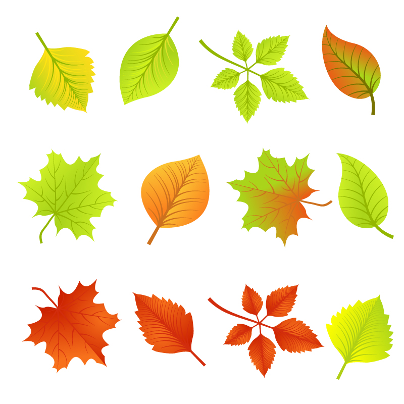 Free Fall Leaves Graphic, Download Free Fall Leaves Graphic png images