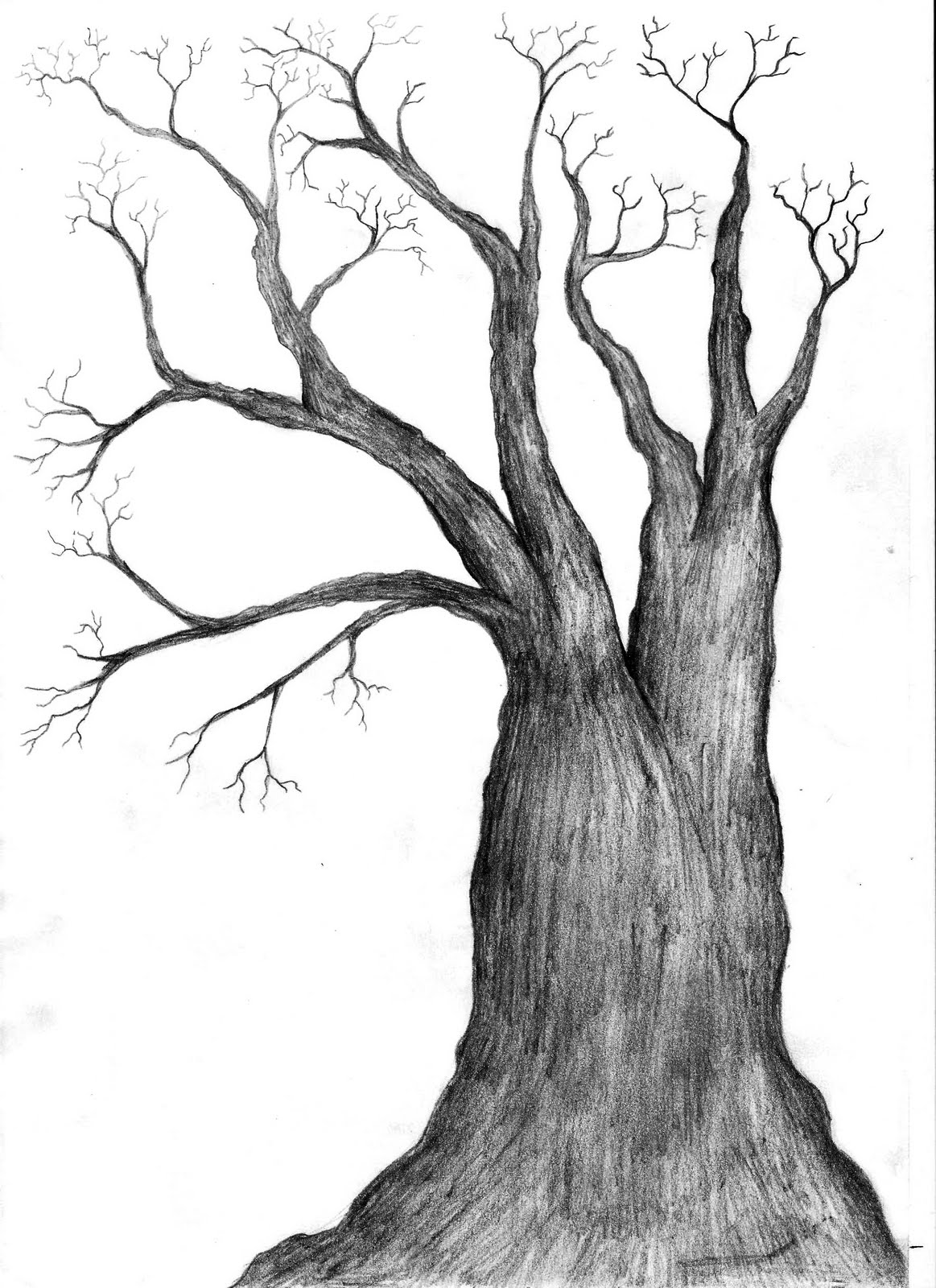 Images For  Black And White Tree Drawings Images