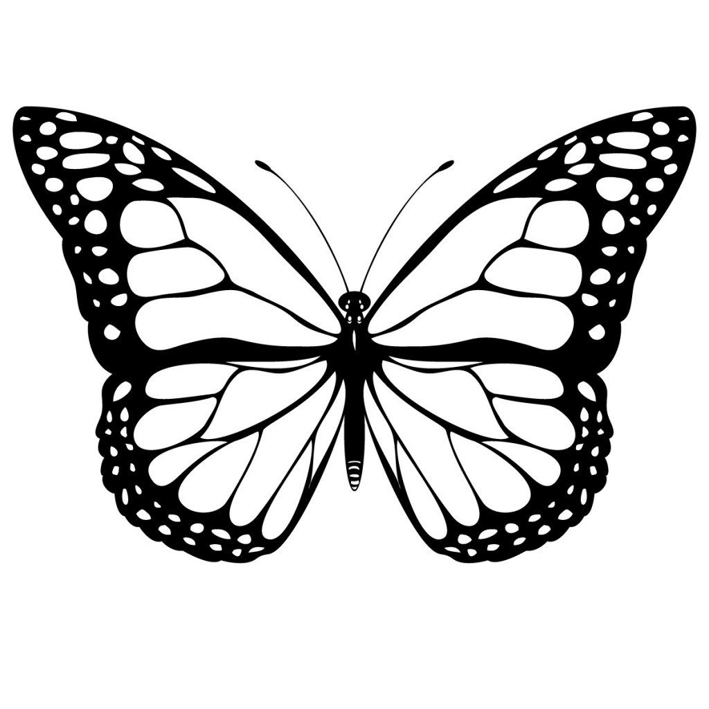 how to draw a realistic butterfly