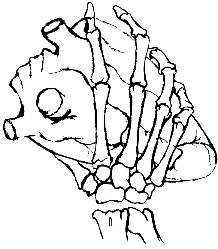 Skeleton Hand Holding Heart by GigglesChook on Clipart library