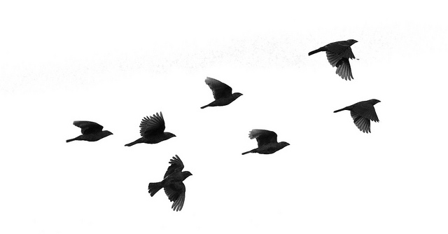 three flying birds silhouette