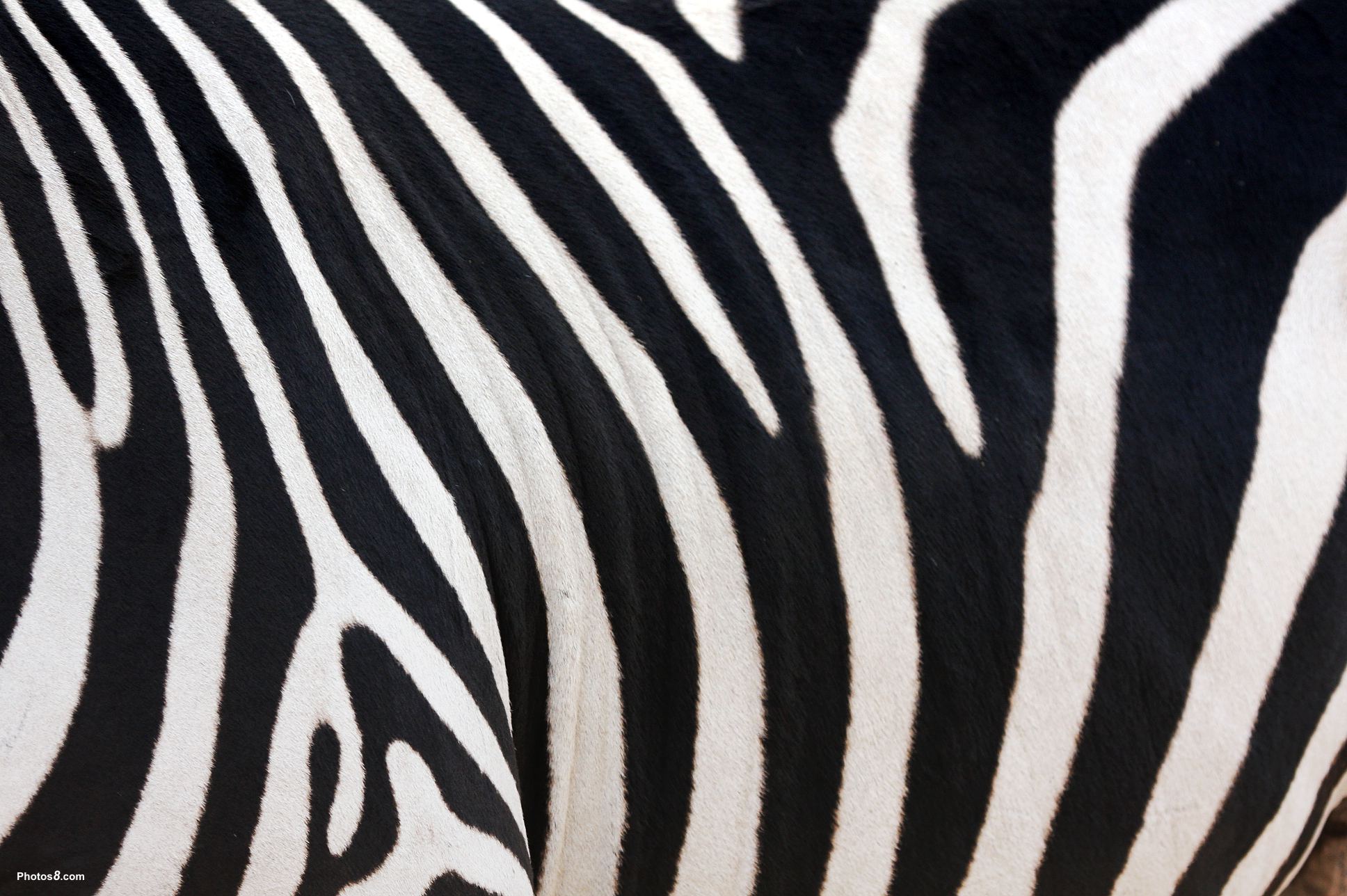 Zebra Wallpapers 2 - Animals 3D Wallpaper Point