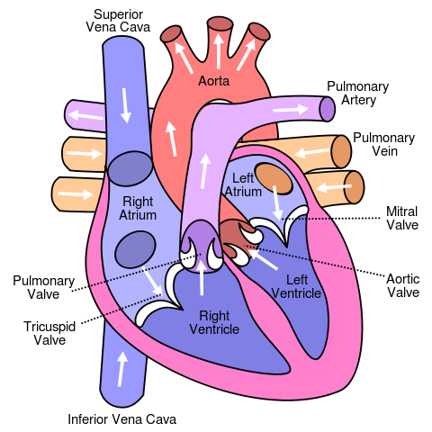 File:Diagram of the human heart (cropped) - Wikimedia Commons