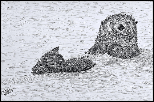 Sea Otter in Pen and Ink | Flickr - Photo Sharing!