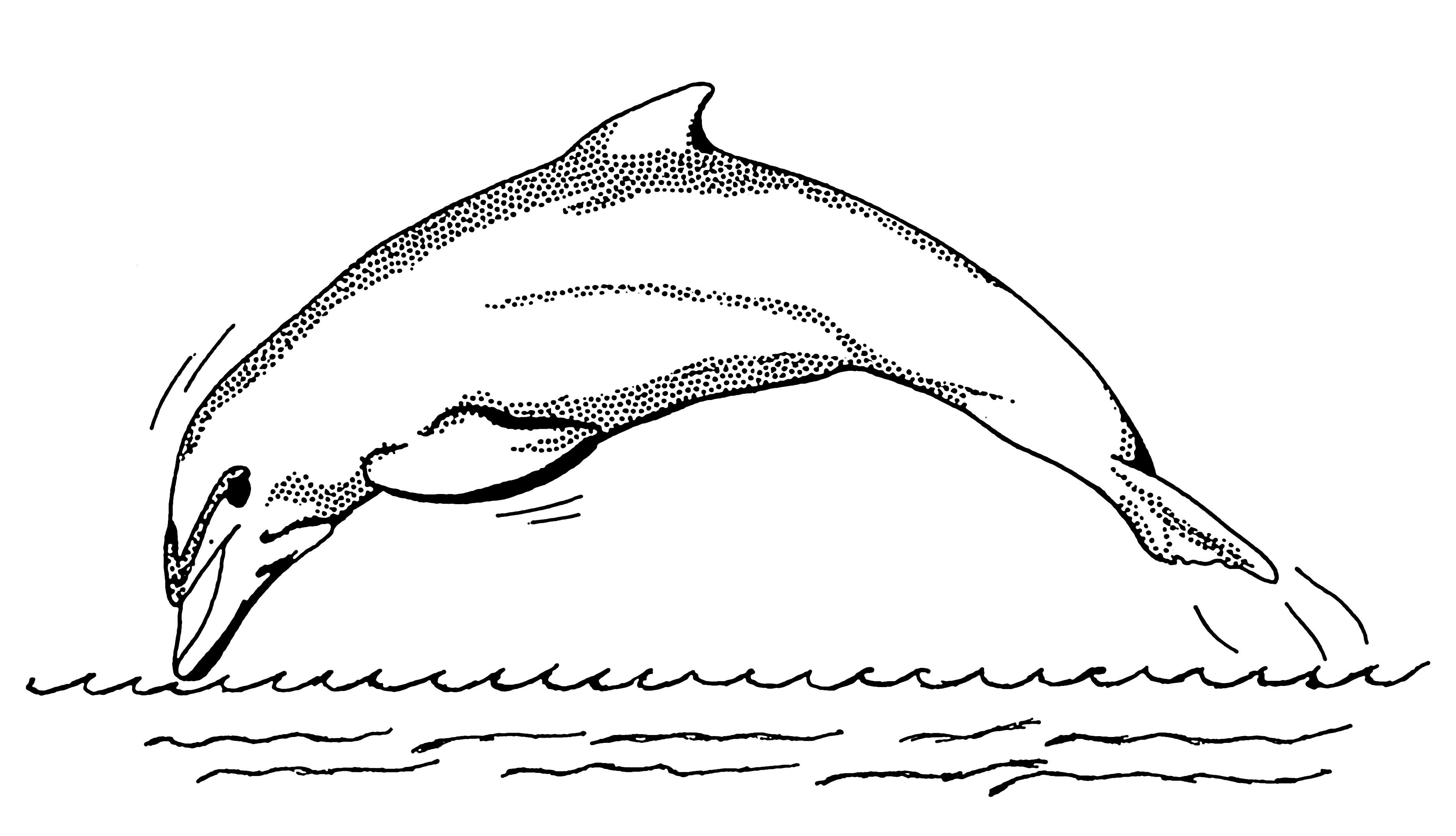 Free Line Drawing Of Dolphin, Download Free Line Drawing Of Dolphin png