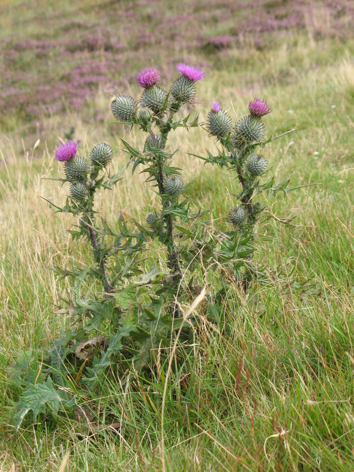 File:Thistle 1 - Wikimedia Commons
