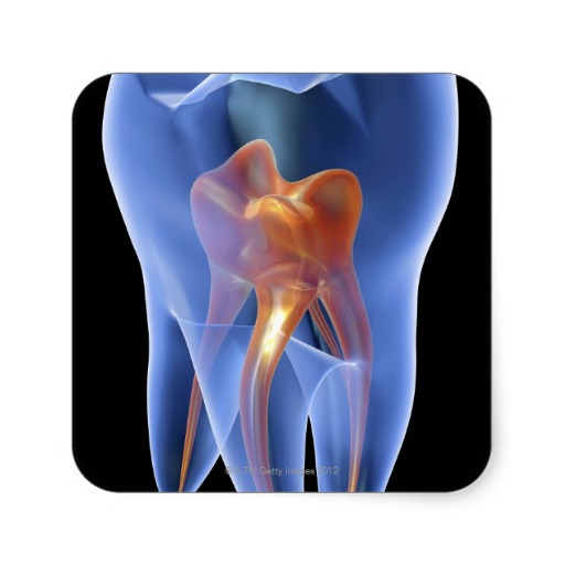 Tooth, Transparent Cross Section of a Molar Print | Zazzle