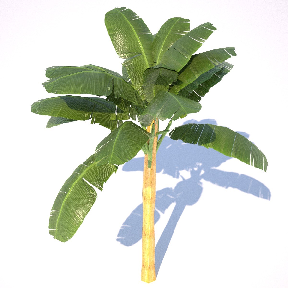 banana tree 3D Models