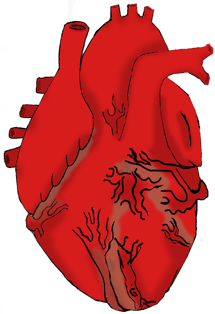 free human heart clip art - photo #44