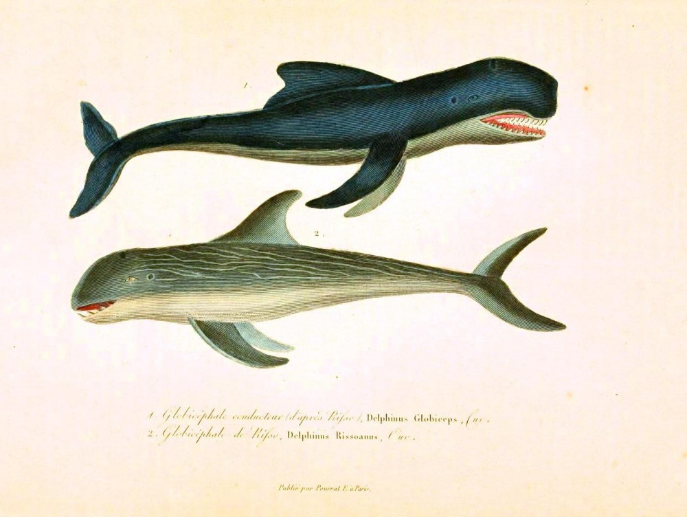 Daily Gallery: Animal ? Sea mammals (1 of 2) | Vintageprintable