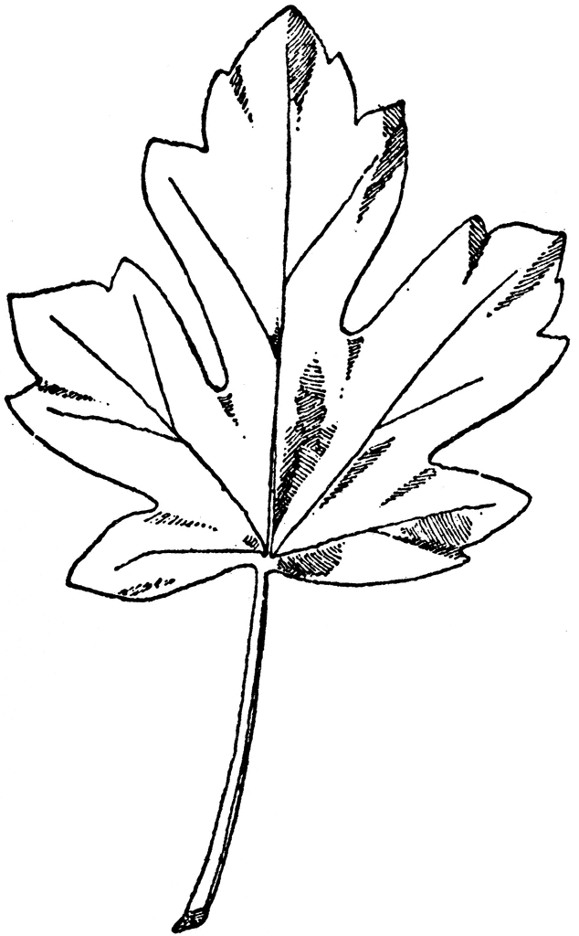 Leaf of Maple | ClipArt ETC