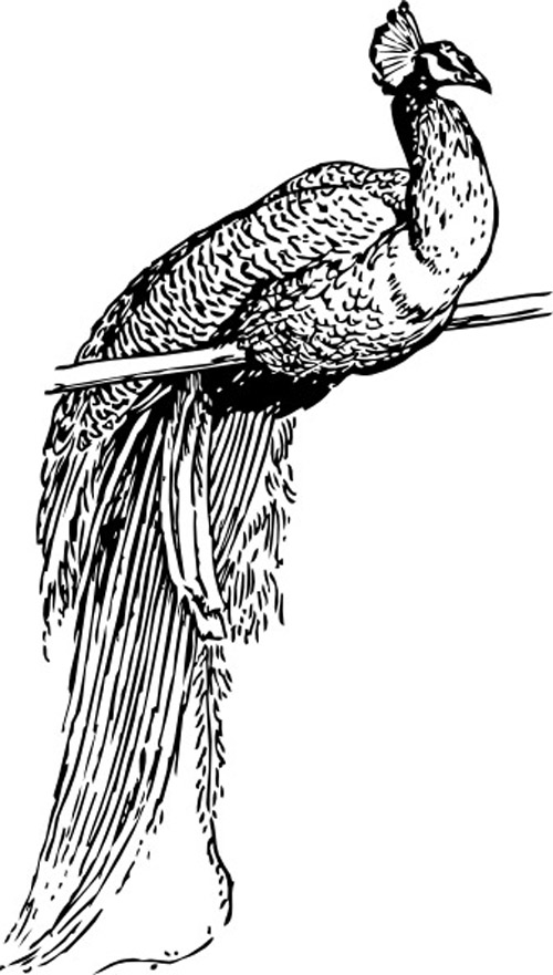Peacock Outline Clip Art | vector birds