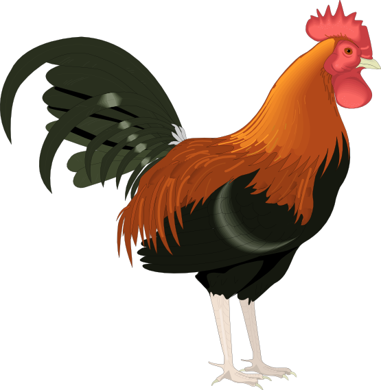 Rooster Clip Art Cartoon Free | Clipart library - Free Clipart Images