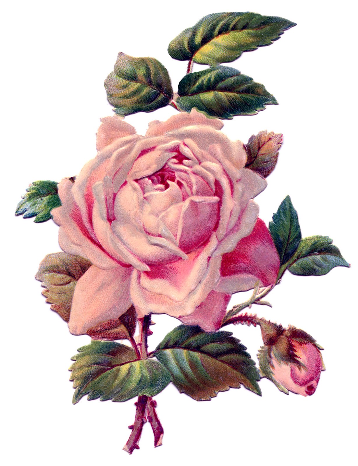 Vintage Image - Pretty Pink Rose - The Graphics Fairy