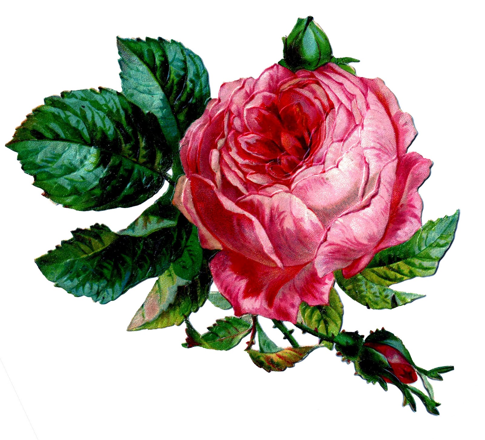 roses clip art free download - photo #40
