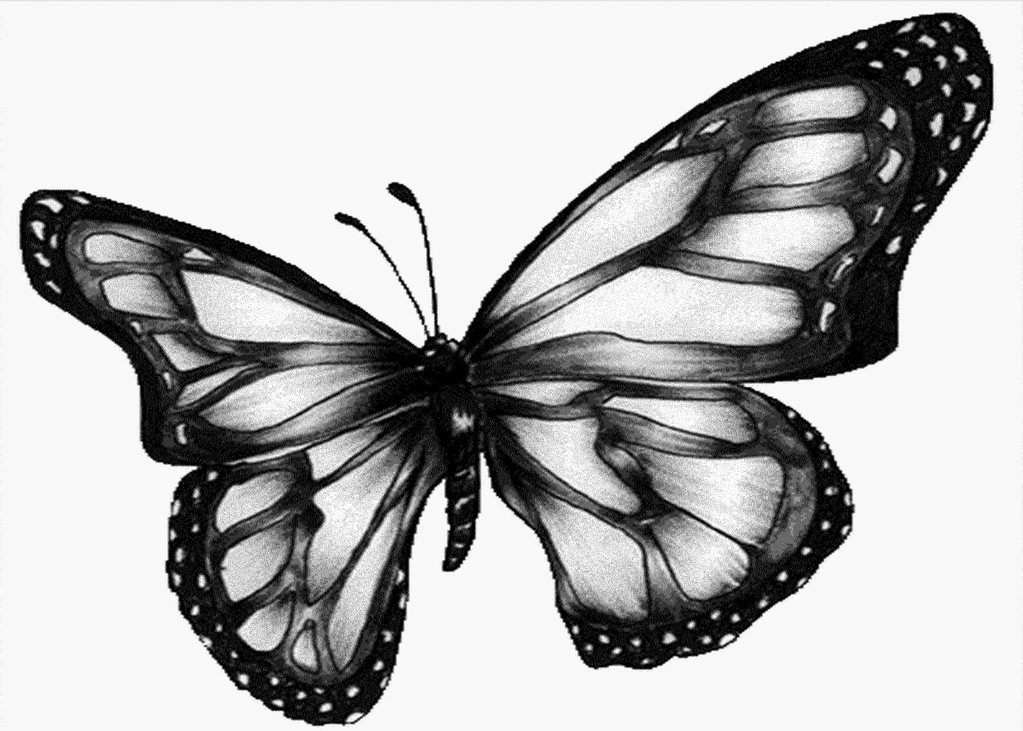 Butterfly Black And White Background - Animal Wallpapers (#386 