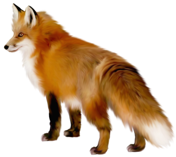 Transparent Fox Clipart