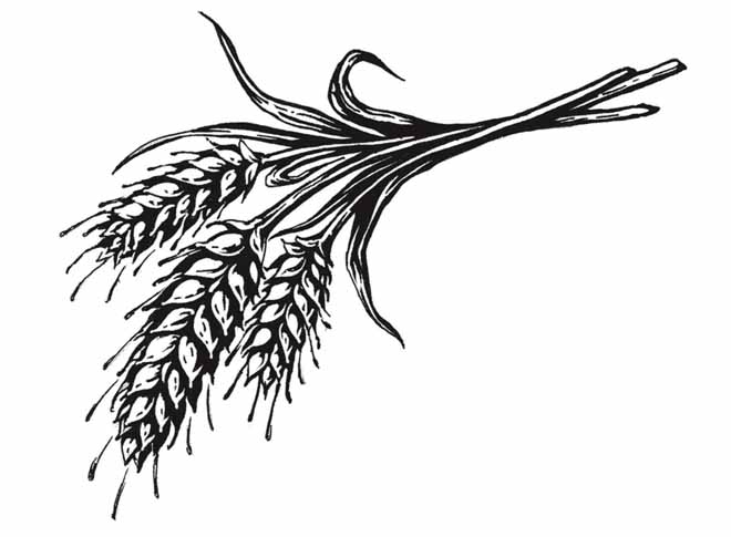 Wheat Vector Art - Clipart library