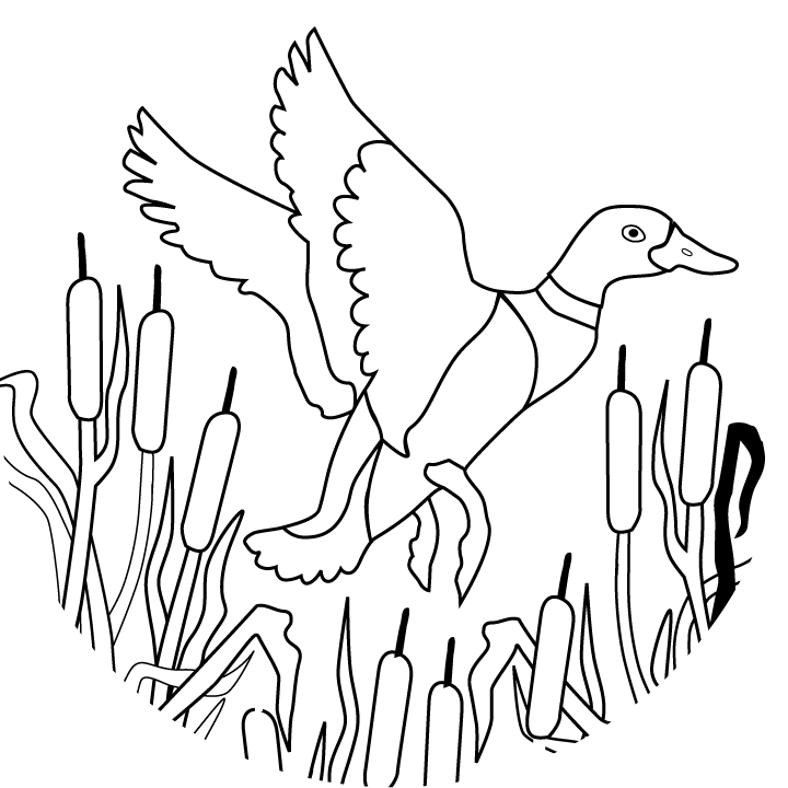 owl outline | Coloring Picture HD For Kids | 1580?1250 