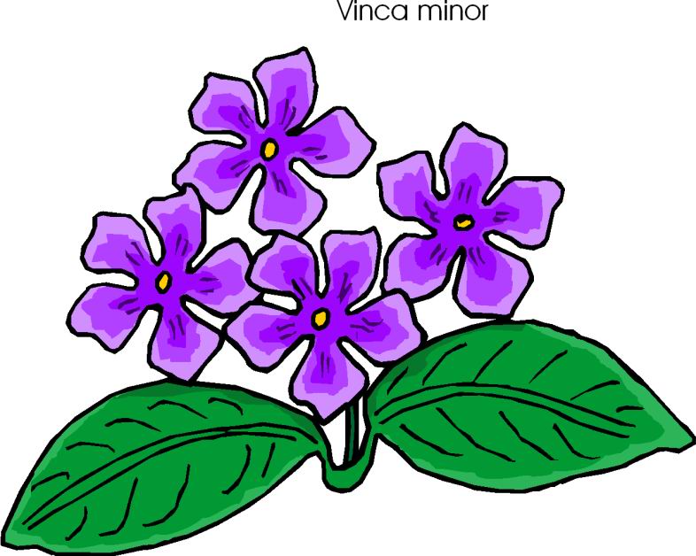 clarification clipart flower