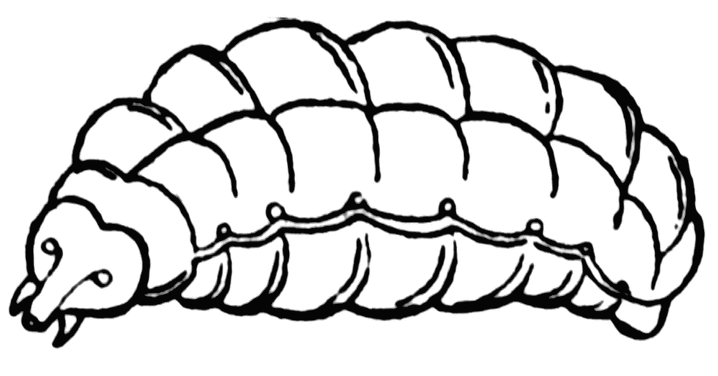 clip art bee line drawing - photo #33