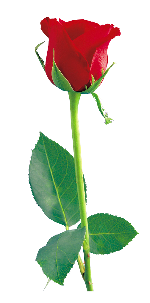 Red Rose PNG Clipart