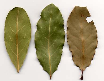 Bay Laurel (Laurus nobilis L.) Leaf / News / agrohoby