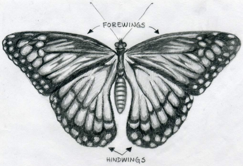 Free Butterfly Drawings, Download Free Butterfly Drawings png images