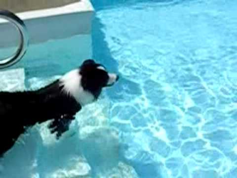 Border Collie Chance Goes for a Swim - YouTube