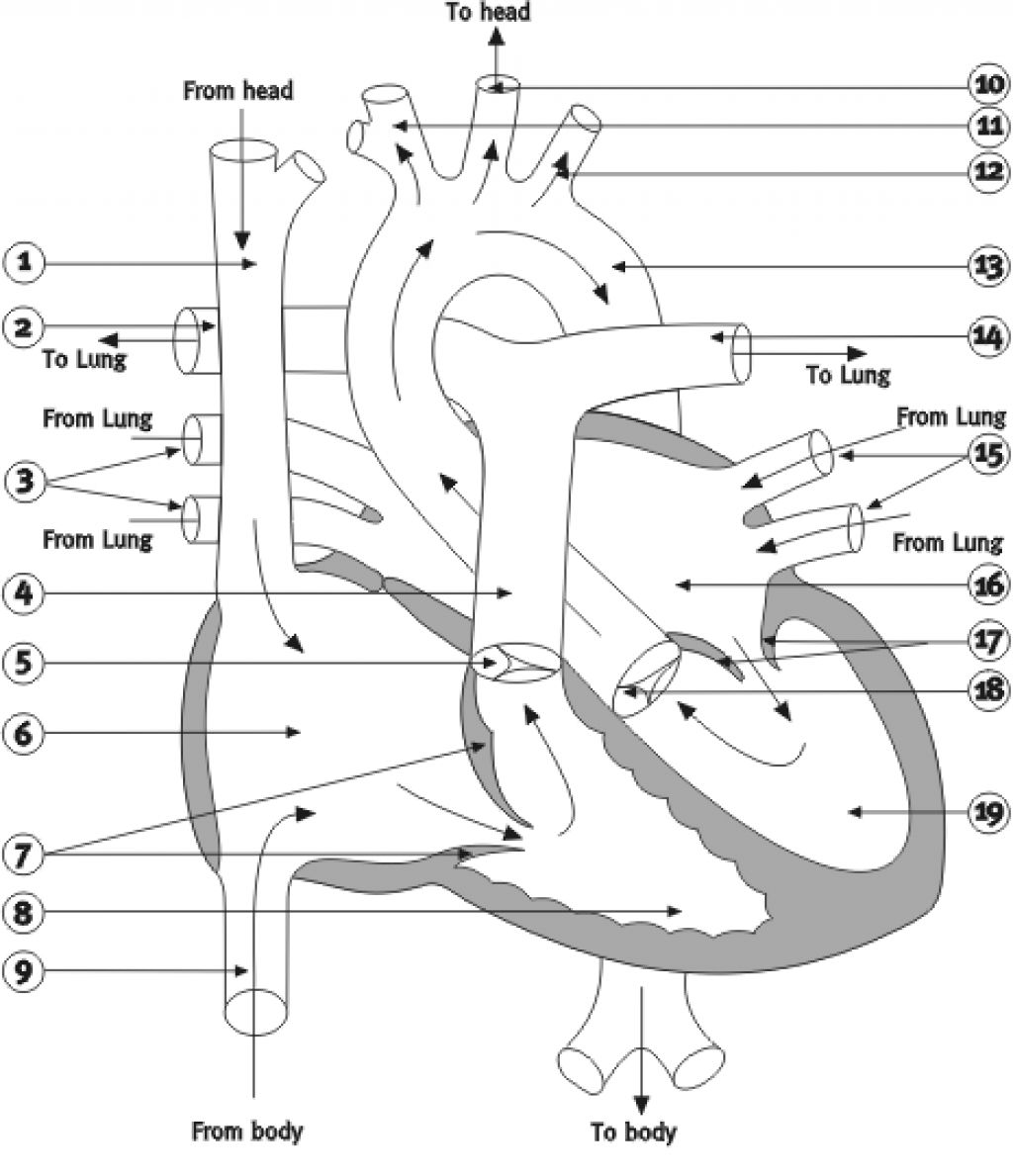 Human body Clip Art Library