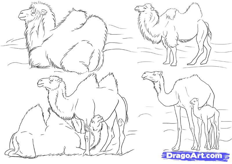 how-to-draw-camels-step-5 1  